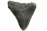Fossil Megalodon Tooth - South Carolina #340166-1